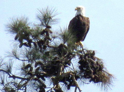 Bald eagles on rebound in Louisiana